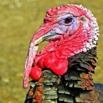 gobbler turkey