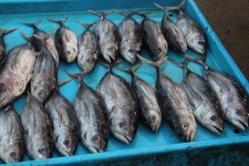 fish market