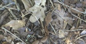 hidden copperhead