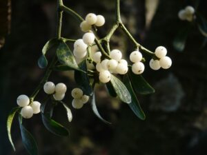 mistletoe