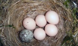 cowbird egg in nest