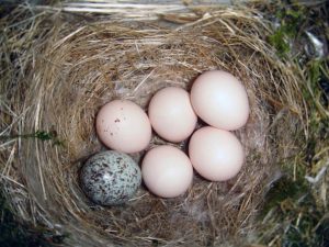 cowbird egg in nest