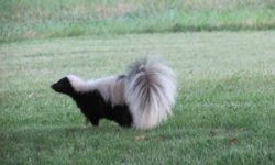 skunk in a yard