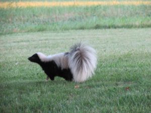 skunk in a yard